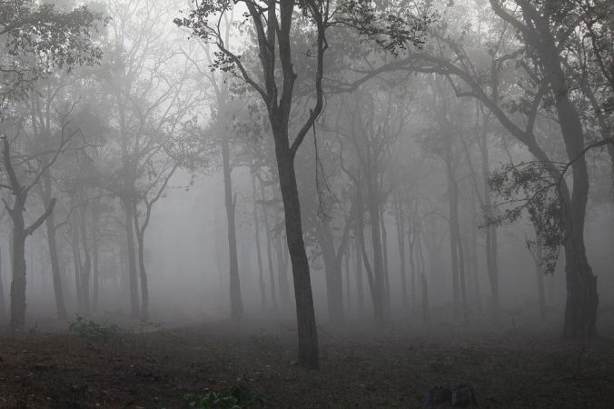 Foggy_forest